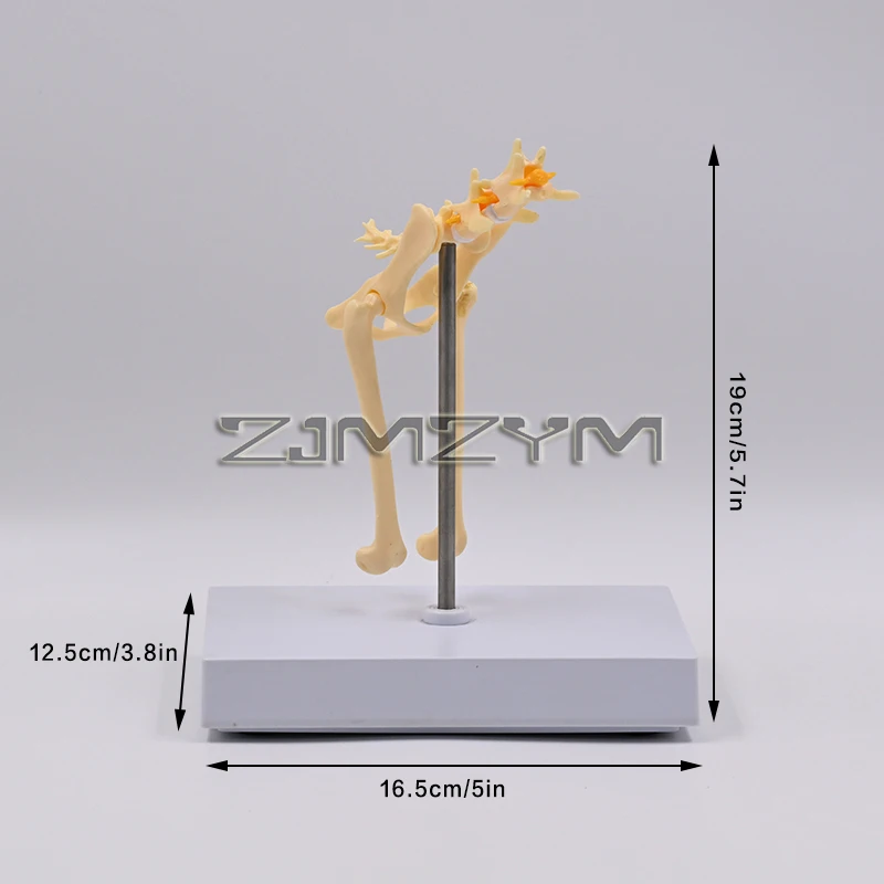 1:1 Cat Hip Joint Model Cat Skeleton Bone Animal Veterinary Teaching Teaching Instrument