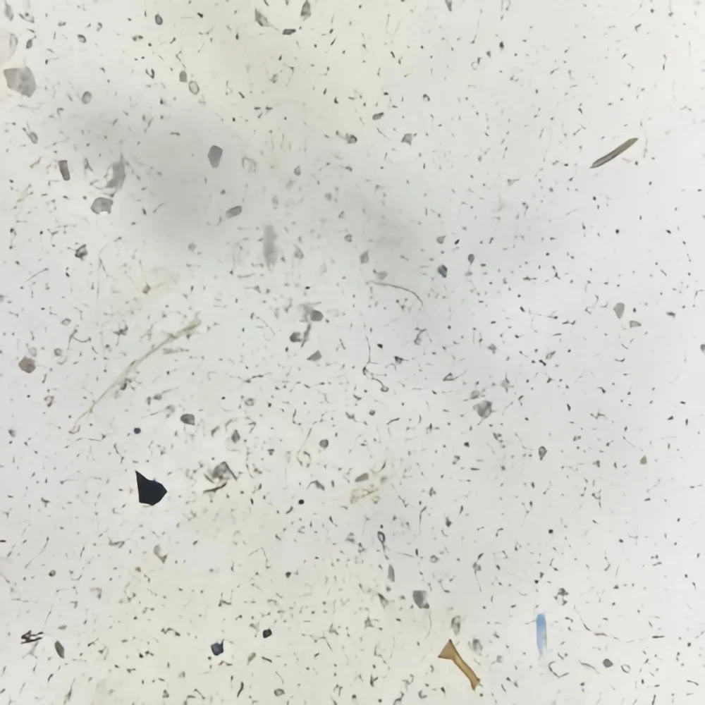 1 Piece Entamoeba Histolytica Cyst W.M Prepared Microscope Slides Medical Parasitology Prepared Slides