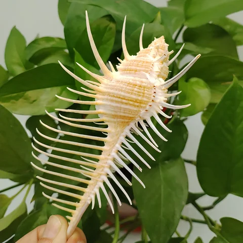 자연 Murex Pecten 조개 금성 빗 Murex 달팽이 쉘 물고기 탱크 장식품, DIY 홈 공예 가구 해양 바다 장식