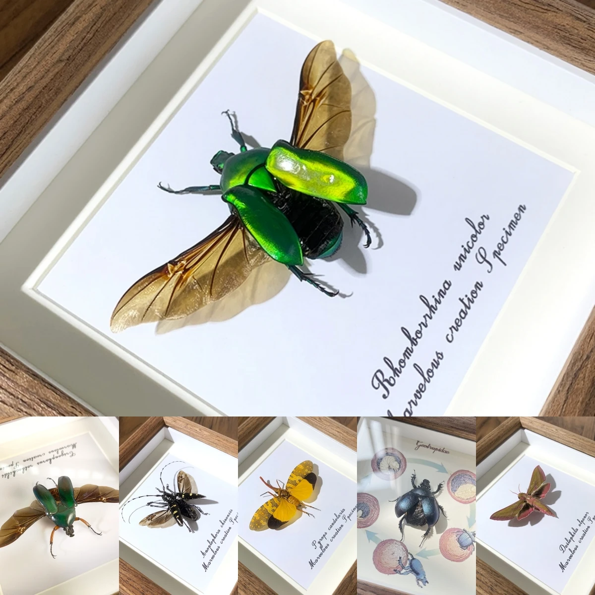 2086 Rose Chafer Beetle Specimen Frame Shadow Box Display with Insects Home Resin Decor Desk Art Unique Creative Gift Biology