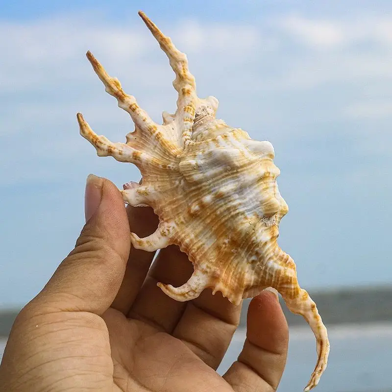 Scorpion Snail Small Conch Shell Shell Fish Tank Landscaping Aquarium Decoration Home Accessories Window Ornaments Natural