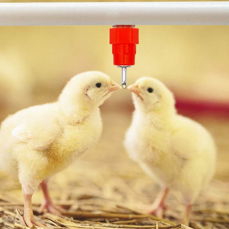 10/15/20/50 Pcs Huhn Tränke Nippel Trinker Wachtel Taube Tränke Nippel Automatische Wasser Frühling Typ Geflügel landwirtschaft Liefert – Detail 2