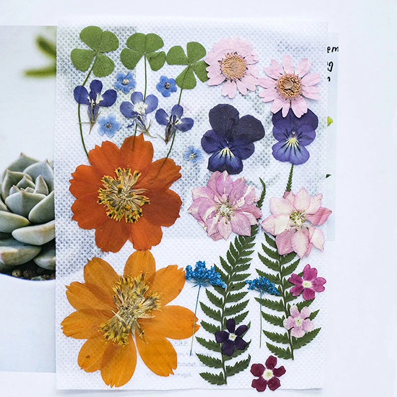 Pressed Flower Kit Diy Material Pressed Flower Pack Real Flower Plant Specimen Teaching Bookmark Dried Flower Material