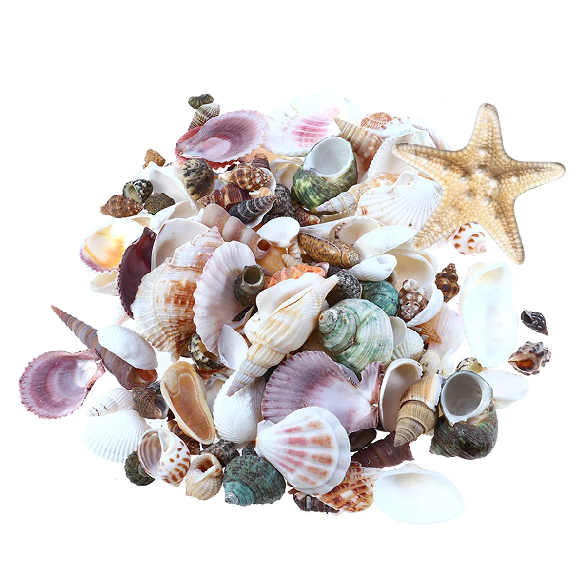 

1Set Natural Shell Fish Tank Landscaping Conch Aquarium Ornaments DIY Shells Decoration Photography Props