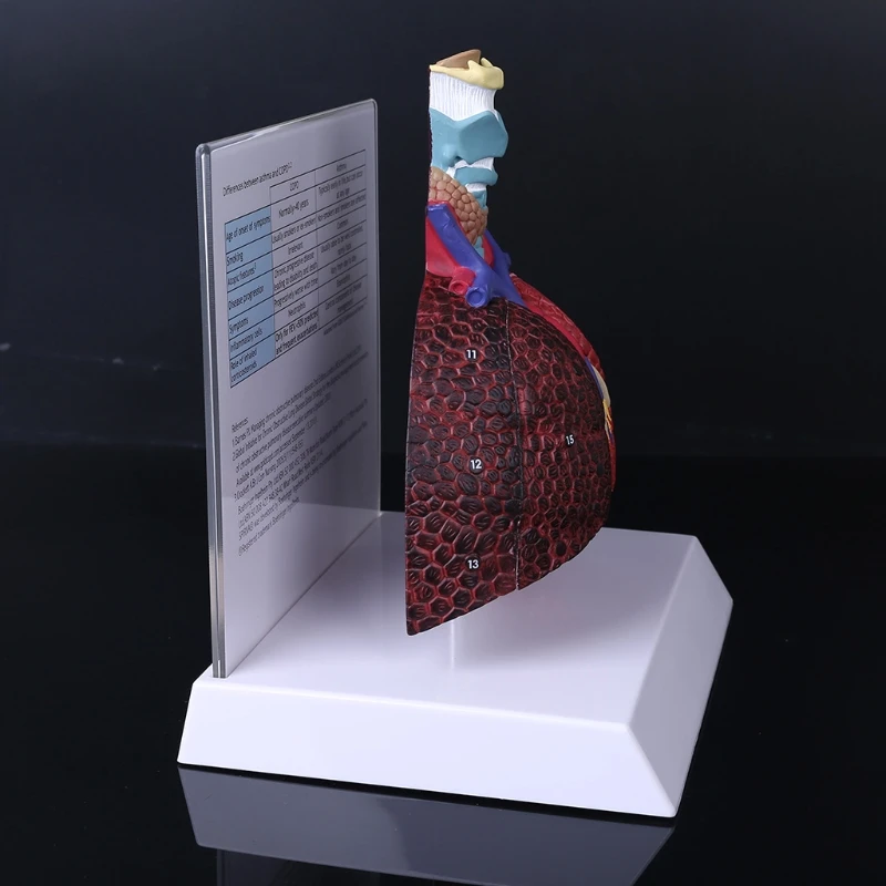 Modèle poumon humain grandeur nature, système respiratoire anatomique, anatomie pour les ressources scientifiques, affichage