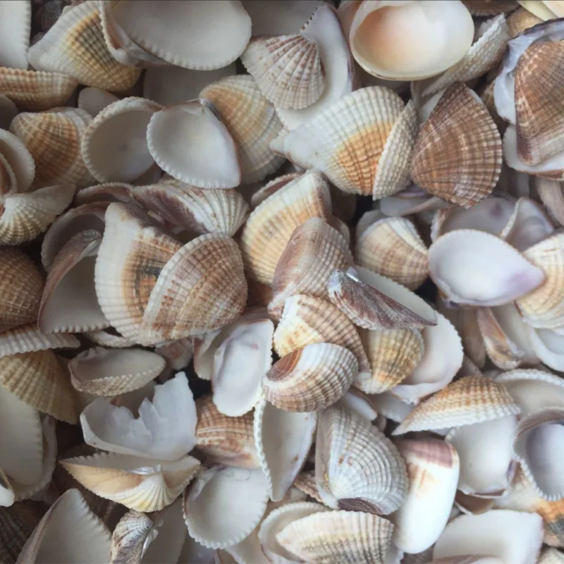 Natural Seashell Collection - Turbo, Conus, Astropecten for DIY Decor, Triangular Shell, Leporicypraea mappa, Craft Ornaments