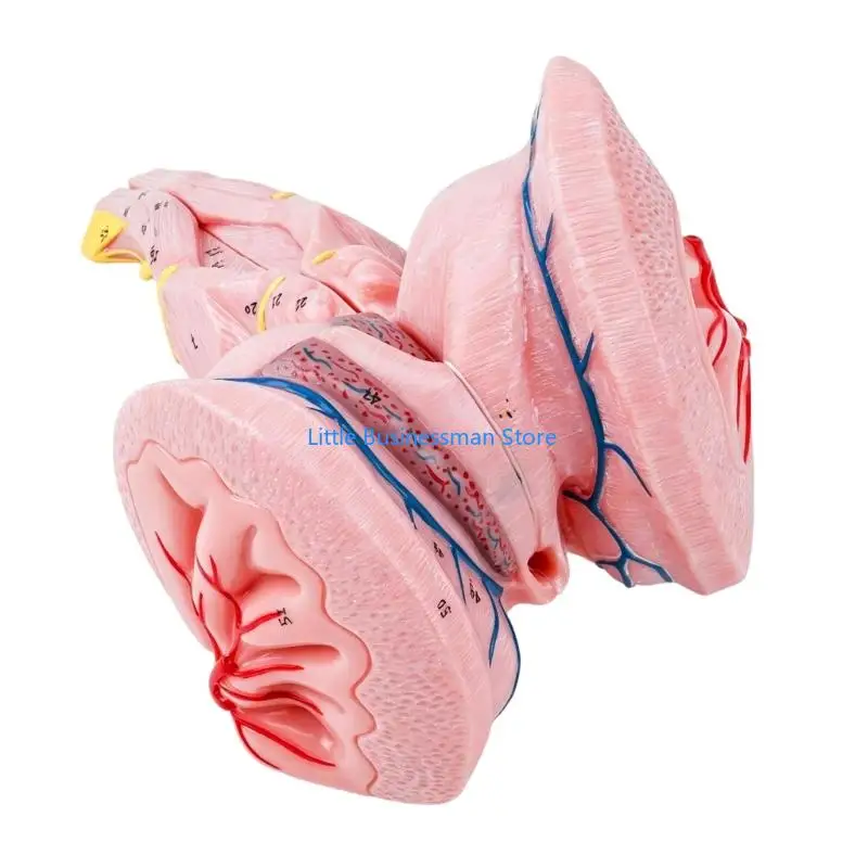 Triple Enlargement Anatomical Model of Brainstem for Medicals School Educational M76A