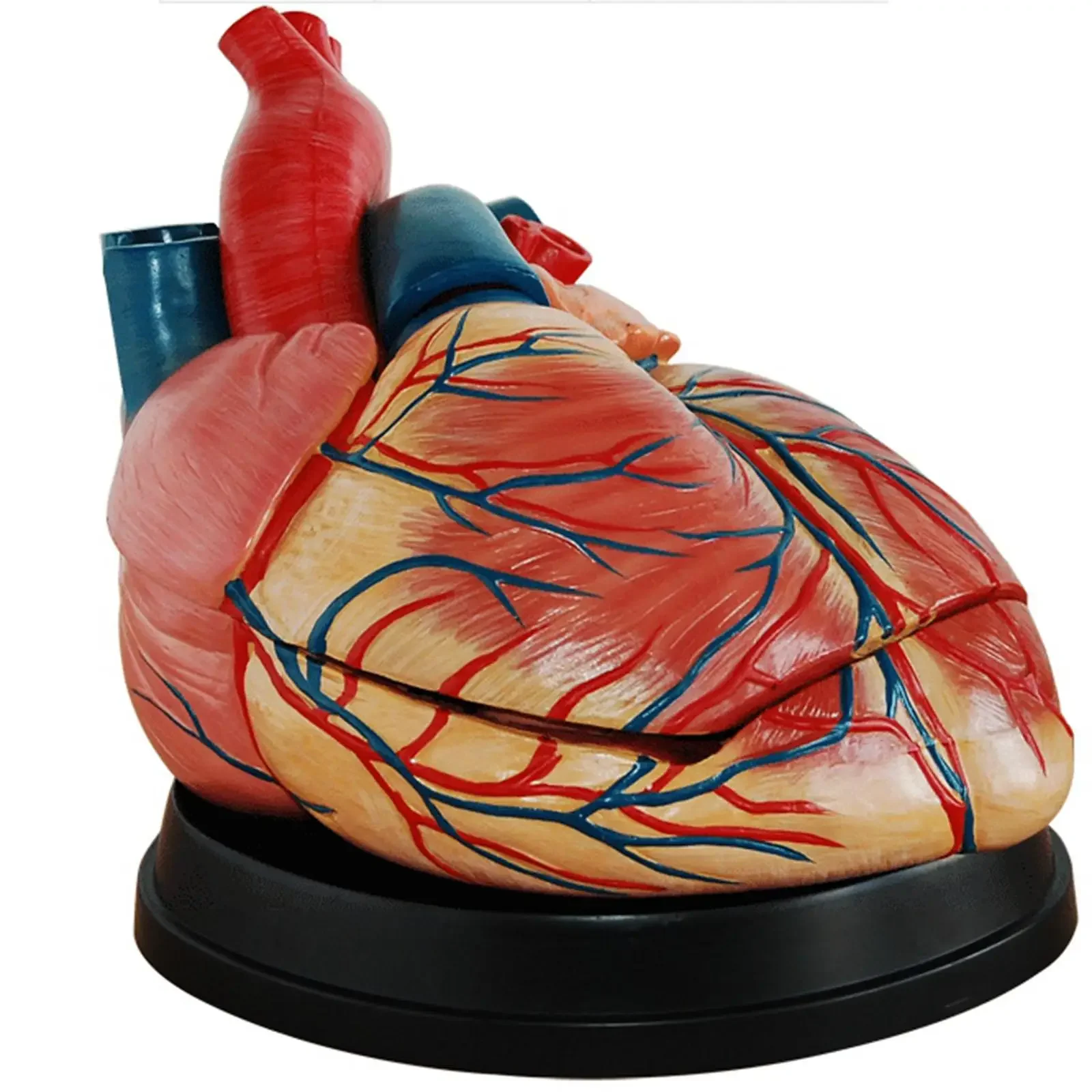 PVC 4X Life Size Human Heart Vein into 3 Part Anatomy Cardiac Medical Model