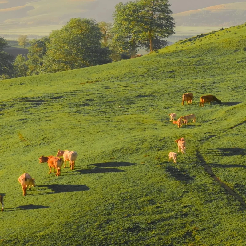 

HolyBro H-RTK NEO-F9P Rover (IP66, компас RM3100)