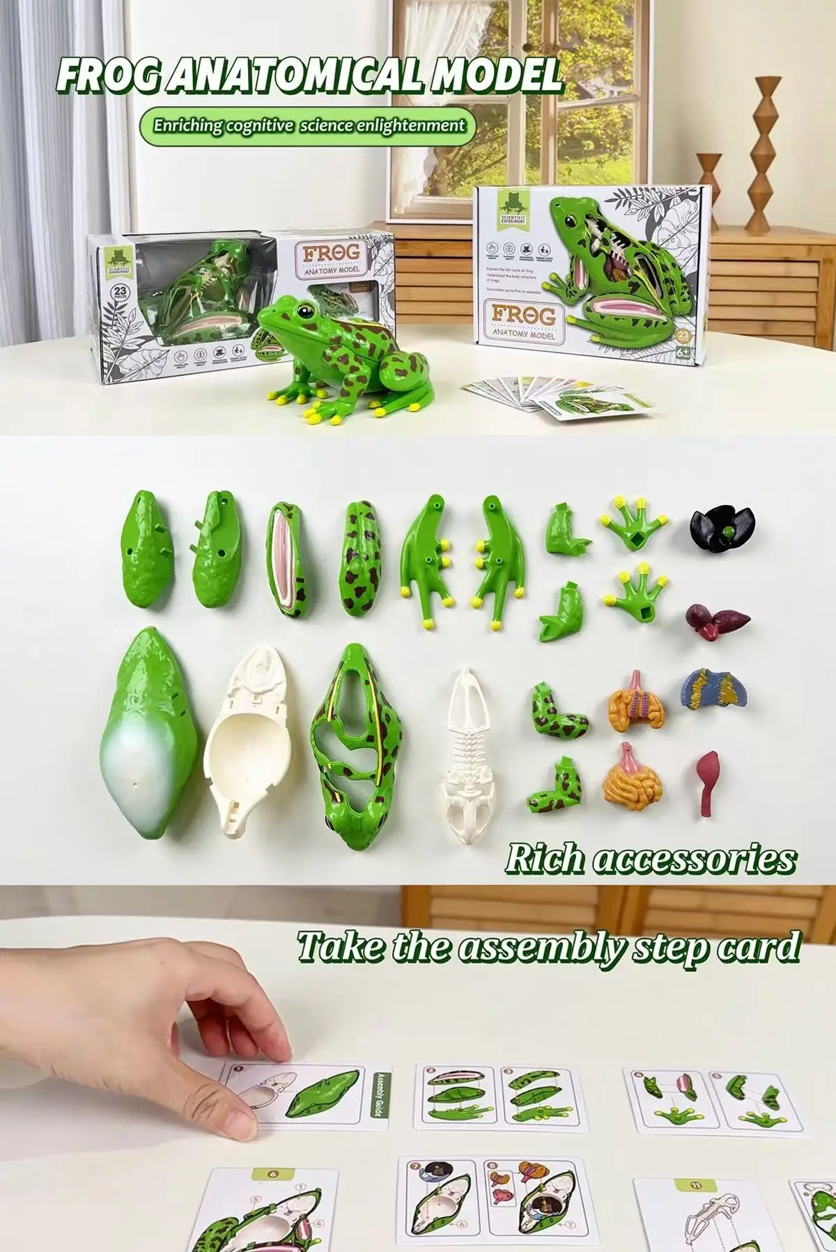 Assembled Frog Model, 4D Disassemblable Anatomical Frog Educational Biological Teaching Model.Educational toys.
