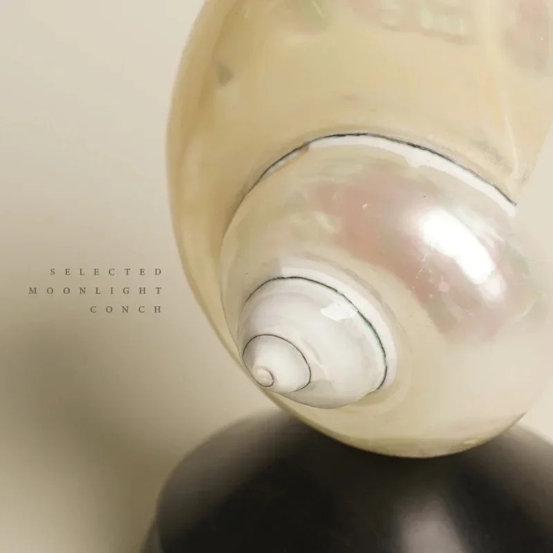 Natural conch charging decorative desk lamp, housewarming gift