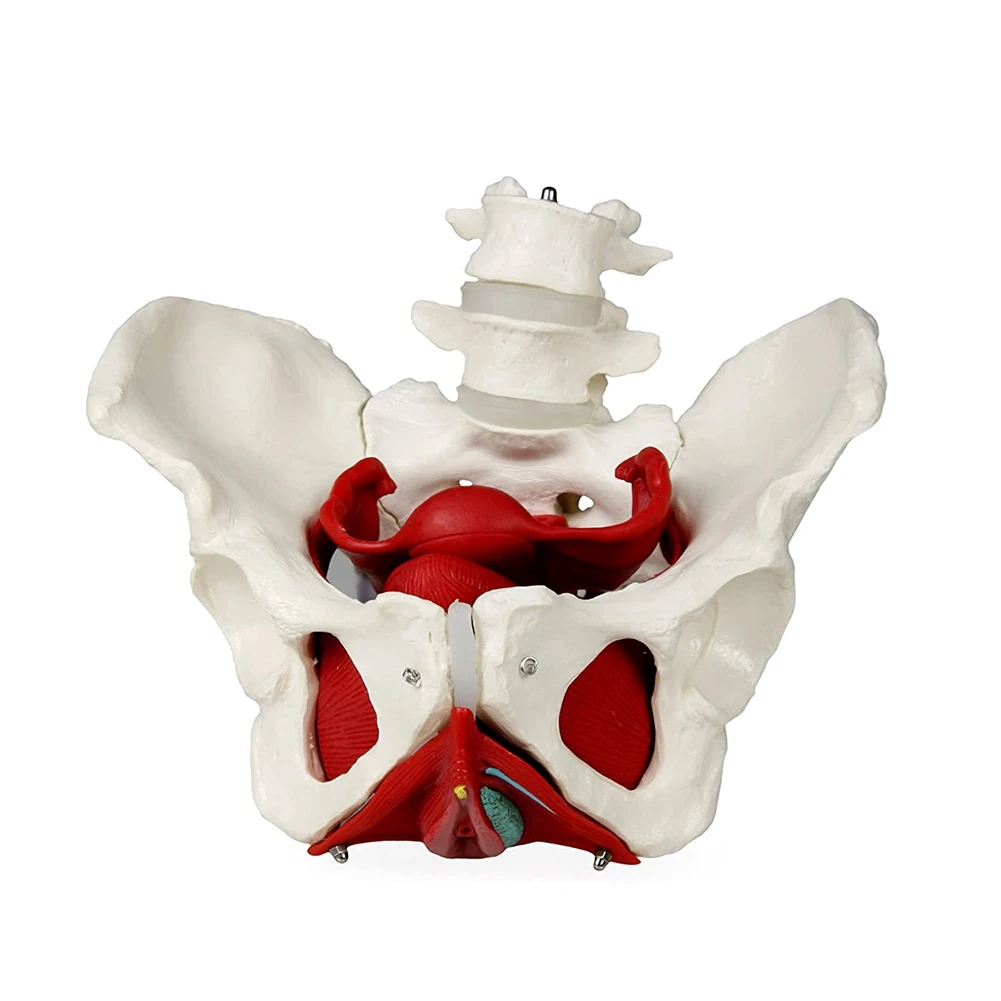 Female Pelvis with Organs Pelvic Floor Muscles and Reproductive Organs Include Uterus, Colon and Bladder