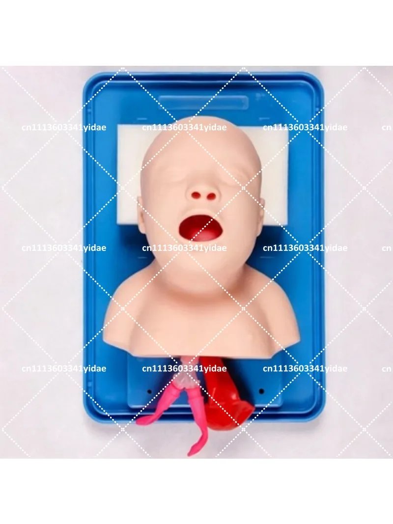 Medical Airway Intubation Manikin with Lung Bag for Mouth and Nose Training Practice