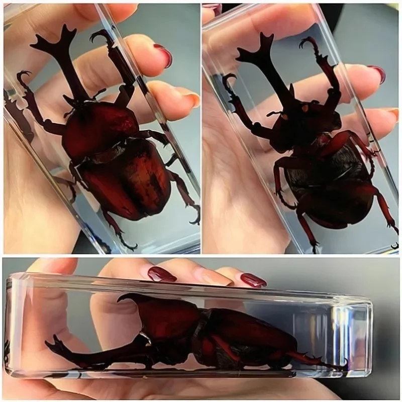 Large Tarantula Specimen in Resin Large Bugs Spiders Centipede Resin Bug Beetle Scorpion Insect Specimen Model Desk Decoration - Image 5