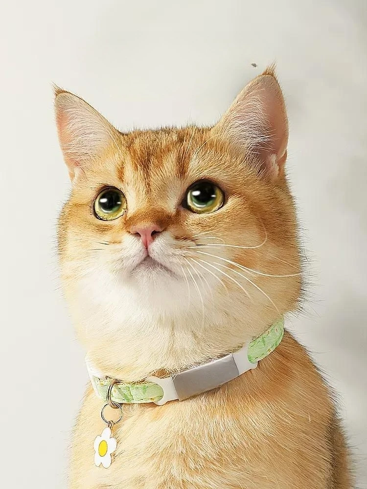 

Cat Collars Cute Strong And Resistant To Breaking Free Affordable Cheap Good Things Size Adjustable Pets Love Pet Supplies