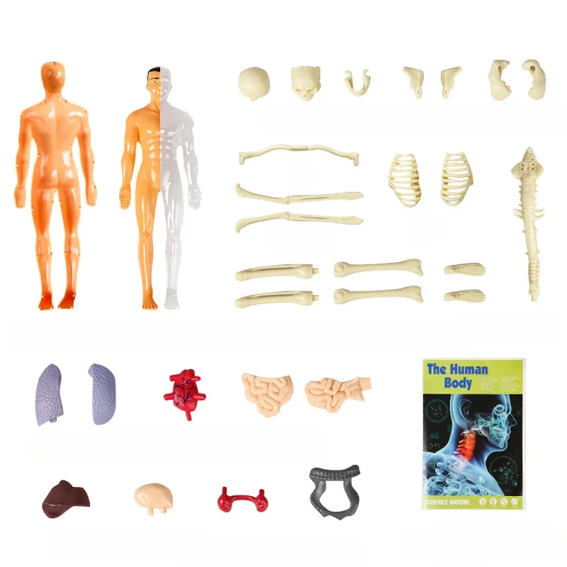 Science Education Puzzle Mannequin Children's Toys Organ Assembly Skeleton Skeleton Construction Manufacturers Wholesale