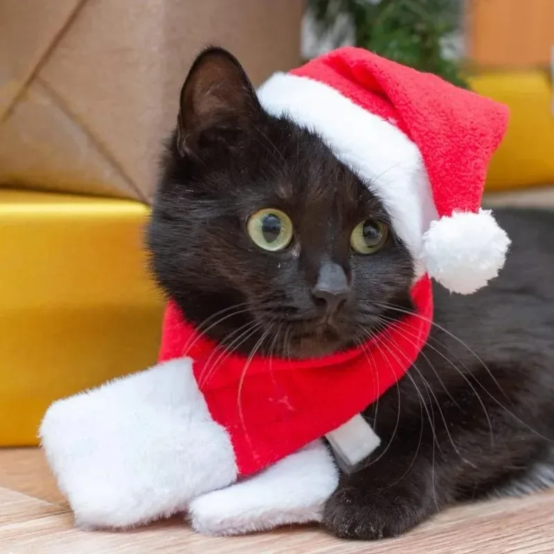 1-20 Anzüge Weihnachten Haustier Kostüm Santa Hut Schal Outfit für Katzen Kleine Hunde Urlaub Party Haustiere Party Kostüm Zubehör liefert