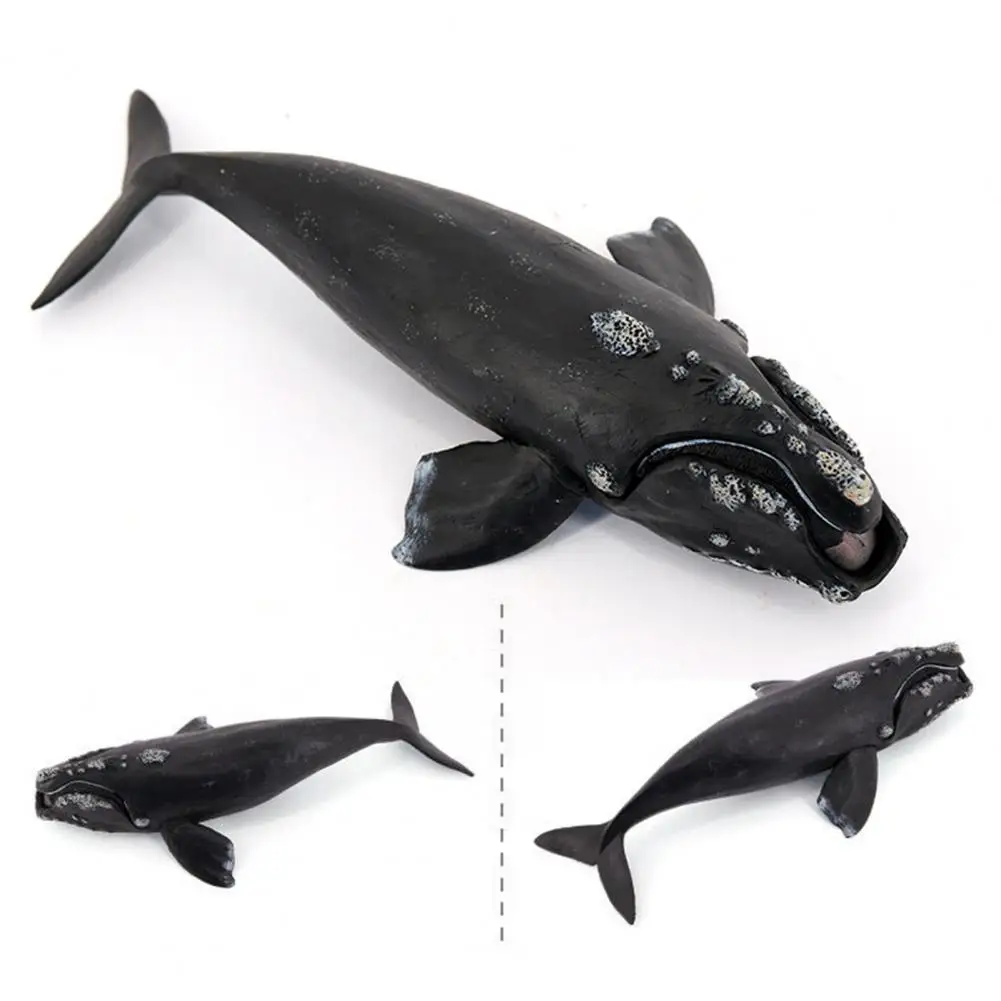 Life Toy Life Sculpture Realistic Right Whale Figurine Sculpture for Kids Educational Ocean Toy Desktop Decoration for Boys