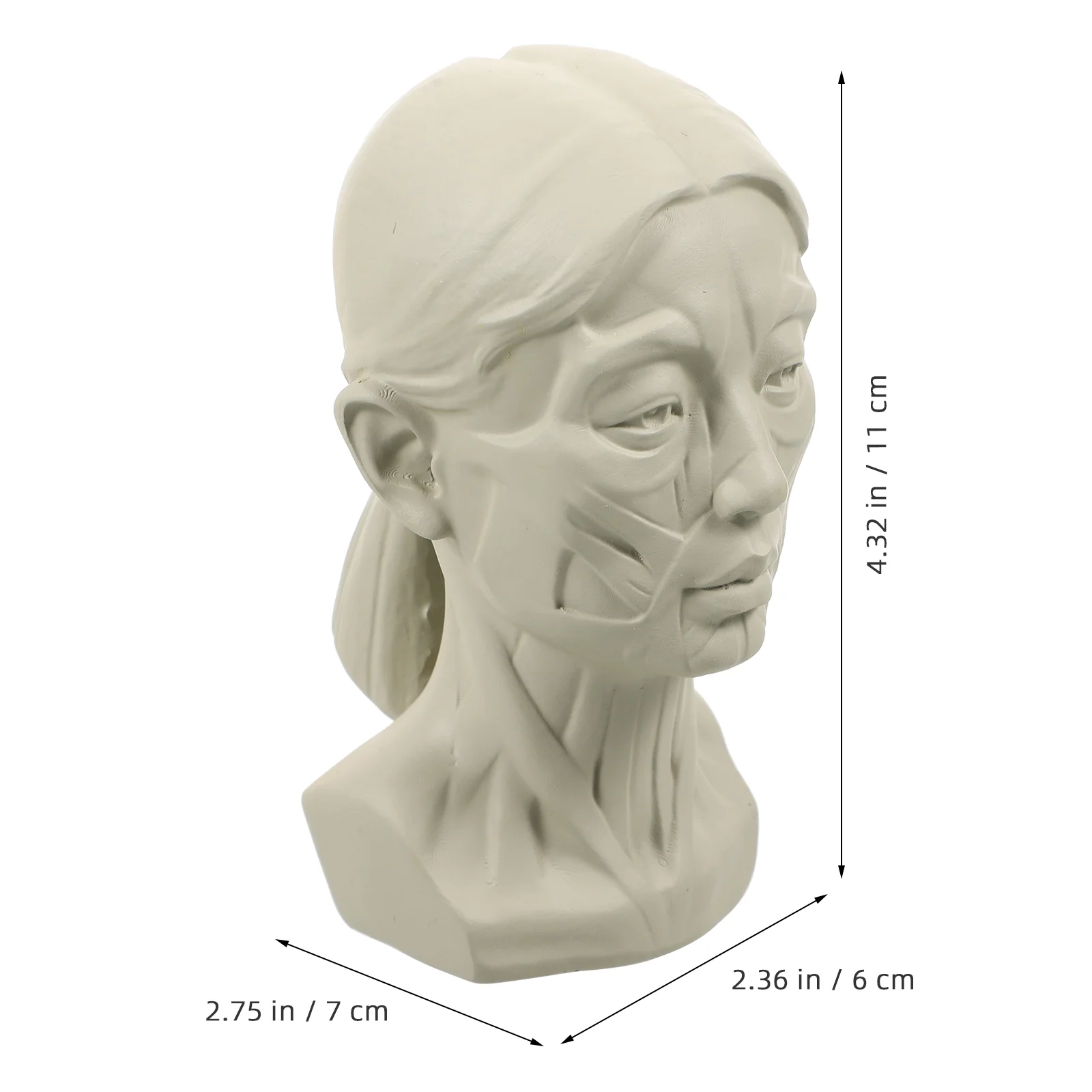 Boceto Avatar material didáctico dibujo escultura resina molde estatua práctica cráneo modelo