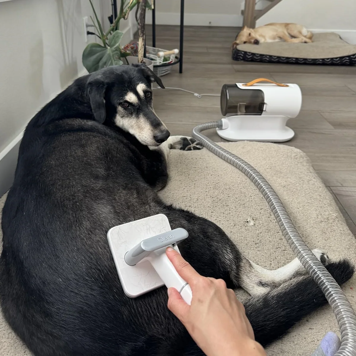 AIRROBO PG100 USA Free Ship Vacuum Cleaner Cat Comb Trimmer Brush Shaver Hair Removal Pet Hair Clipper Dog Grooming Kit view 6