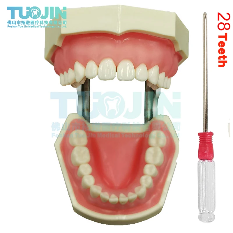 Symulacja stomatologiczna głowa Model stomatologia Model zęba stomatologia Phantom eendodontyka żywica zęby akcesoria dydaktyczne miękkie dziąsła