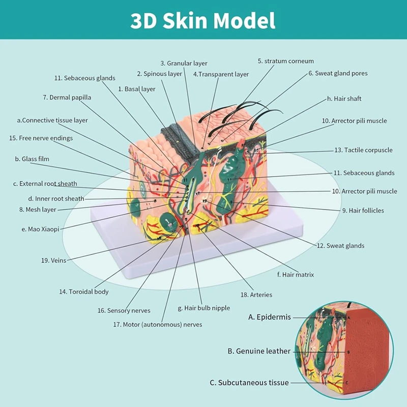 3D Skin Anatomical Model, 35X Enlarged Skin Layer Structure Anatomy Model With  Skin Marking For Teaching Models