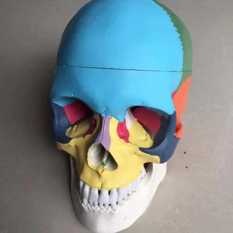 

Colorful skull models for anatomy, medical training and research
