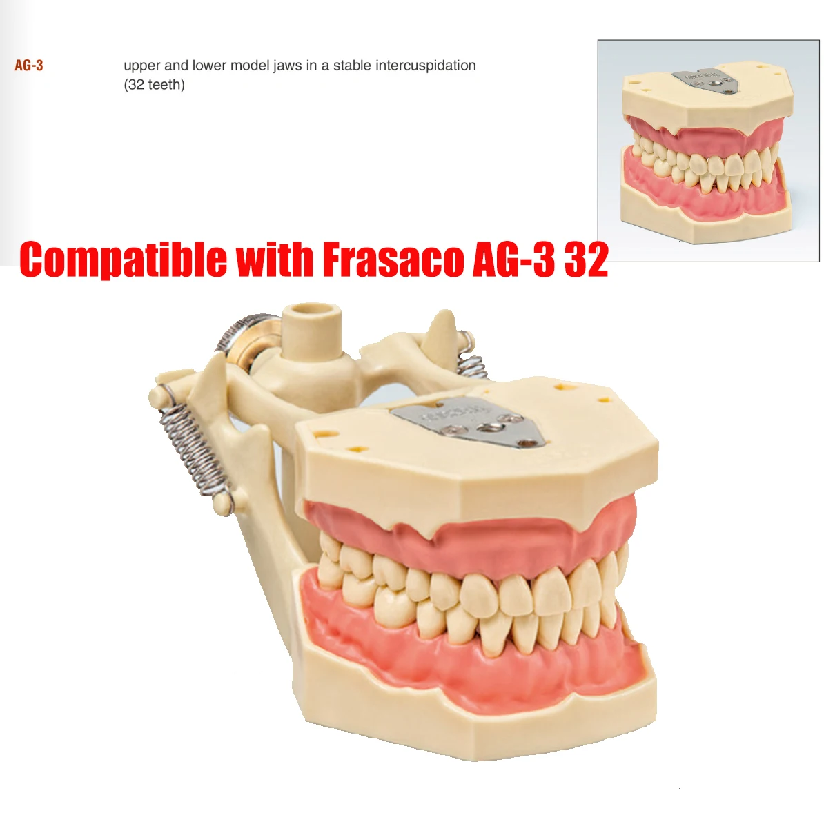 Teeth Model Fit AG-3 Teeth Model Dental Teaching Model Demonstration Tooth Model Removable 32pcs/28pcs Teeth Available