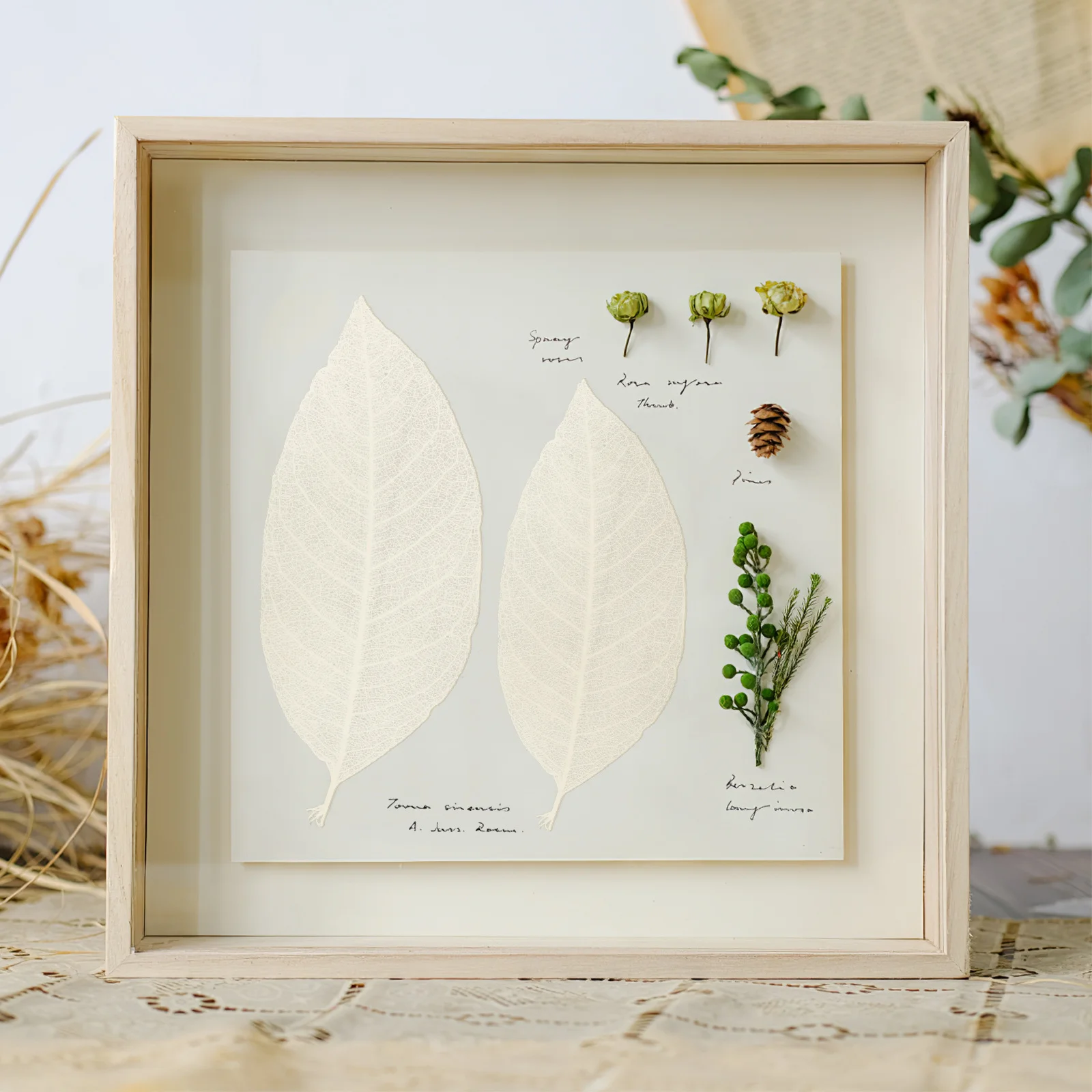 

100Pcs Magnolia Dried Leaves Handmade DIY Materials for Craft Scrapbook Greeting Cards Decoration Tree Leaf Specimen