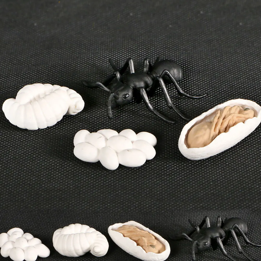 

1Set Ant Growth Stage Decoration Ornament Creative Desk Prop Educational Life Cycle of Ant Animal Growth Animal Model