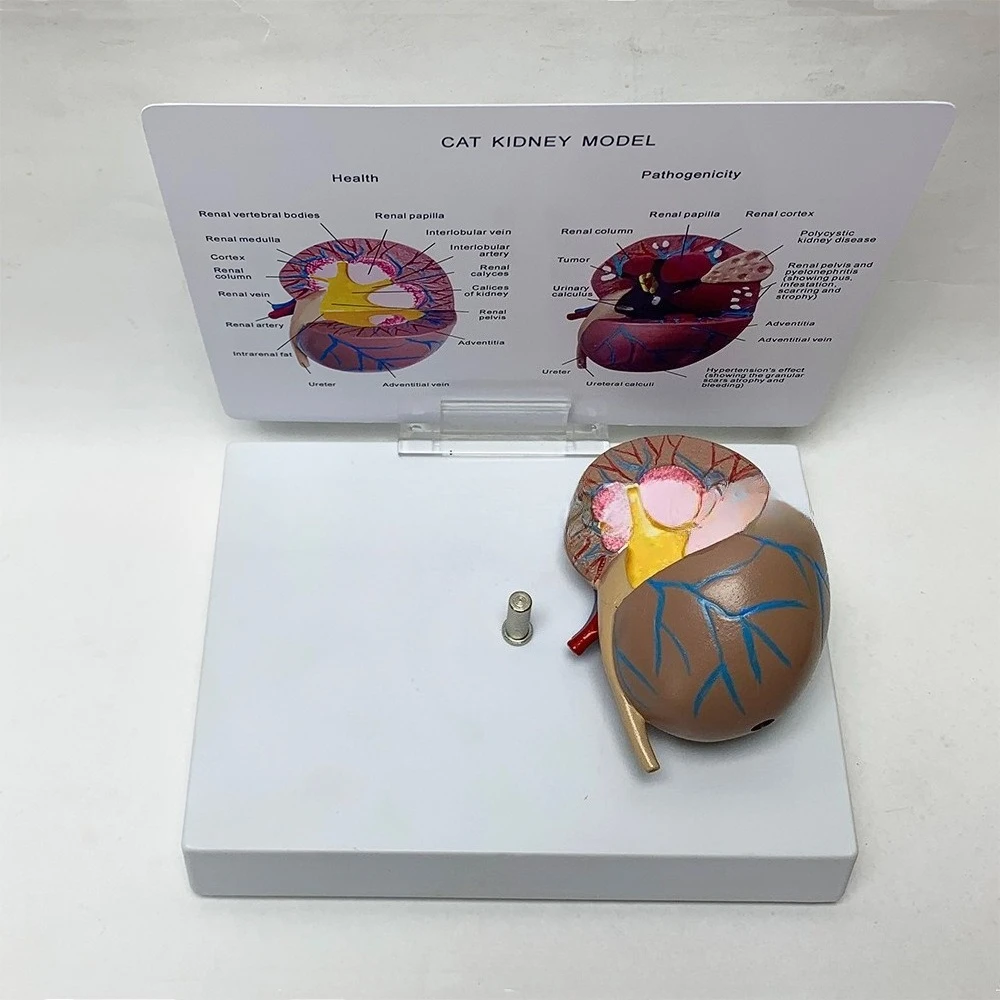 Feline kidney simulation model teaching demonstration appliance pet medical anatomy model