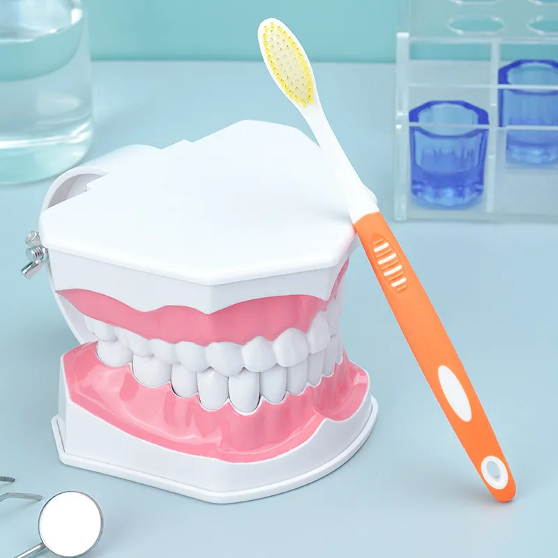 2X Enlarged Dental Teeth Model with Toothbrush, Oversized Kids Oral Brushing Demonstration Model for School & Dental Clinic