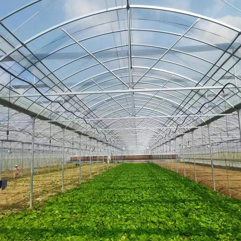 2025년 단일 경간 온실, 외부 차광 필름 온실, 다중 경간 채소 재배 온실