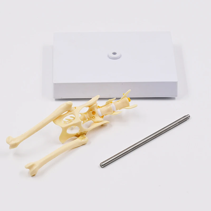 نموذج عظمة الحوض القط بالحجم الطبيعي هيكل عظمي القطط مع فقرة قطنية وحبل العمود الفقري هدية تعليمية طبية تشريحية #5