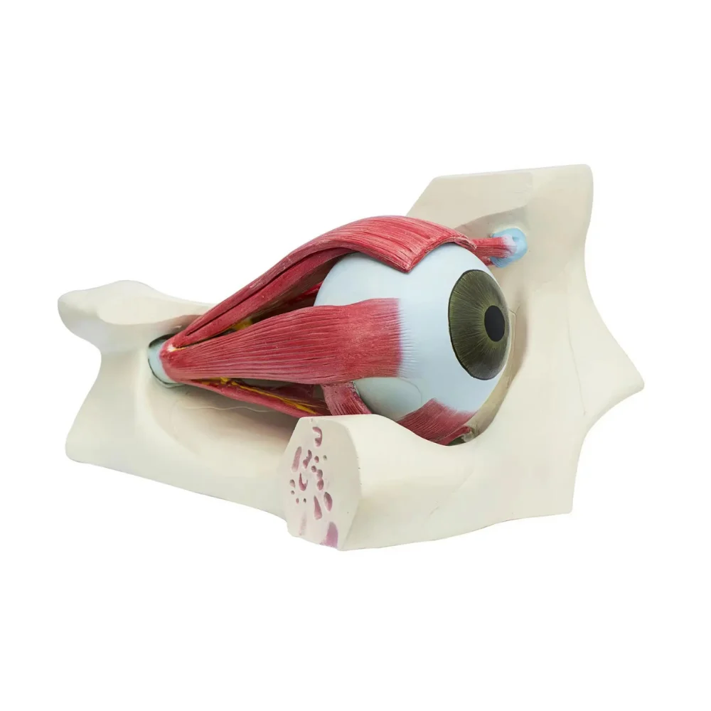 Enlarged Human Eye Orbit Anatomical Model 13 or 10 Removable Parts Medical Science Ocular and Orbital Detachable Components Teac