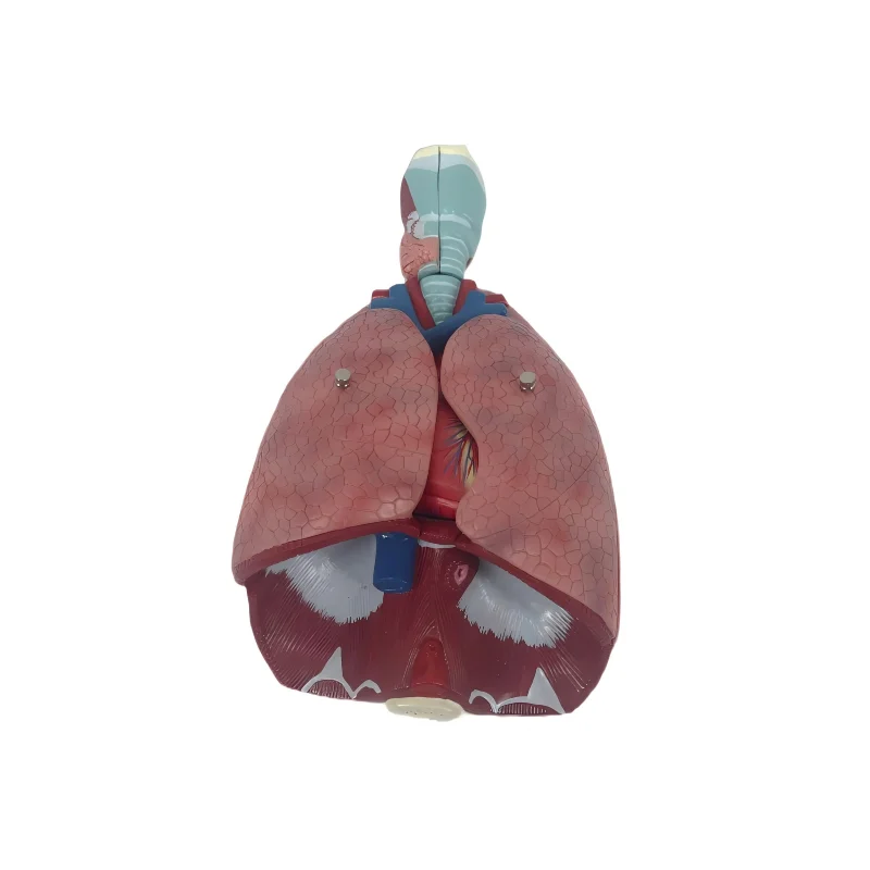 PVC Anatomical Model Manikin For Medical Teaching First Aid Training Includes Larynx Heart Lung For Schools Hospitals Asthma