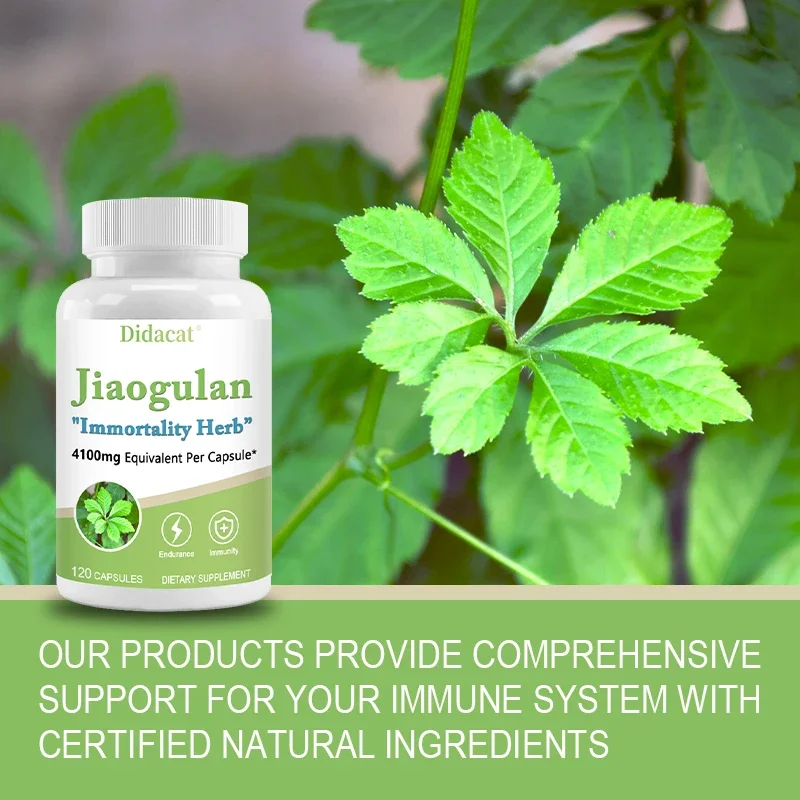 Jiaogulan Antioxidants, Metabolism, Mitochondrial Support, Energy Levels, Focus
