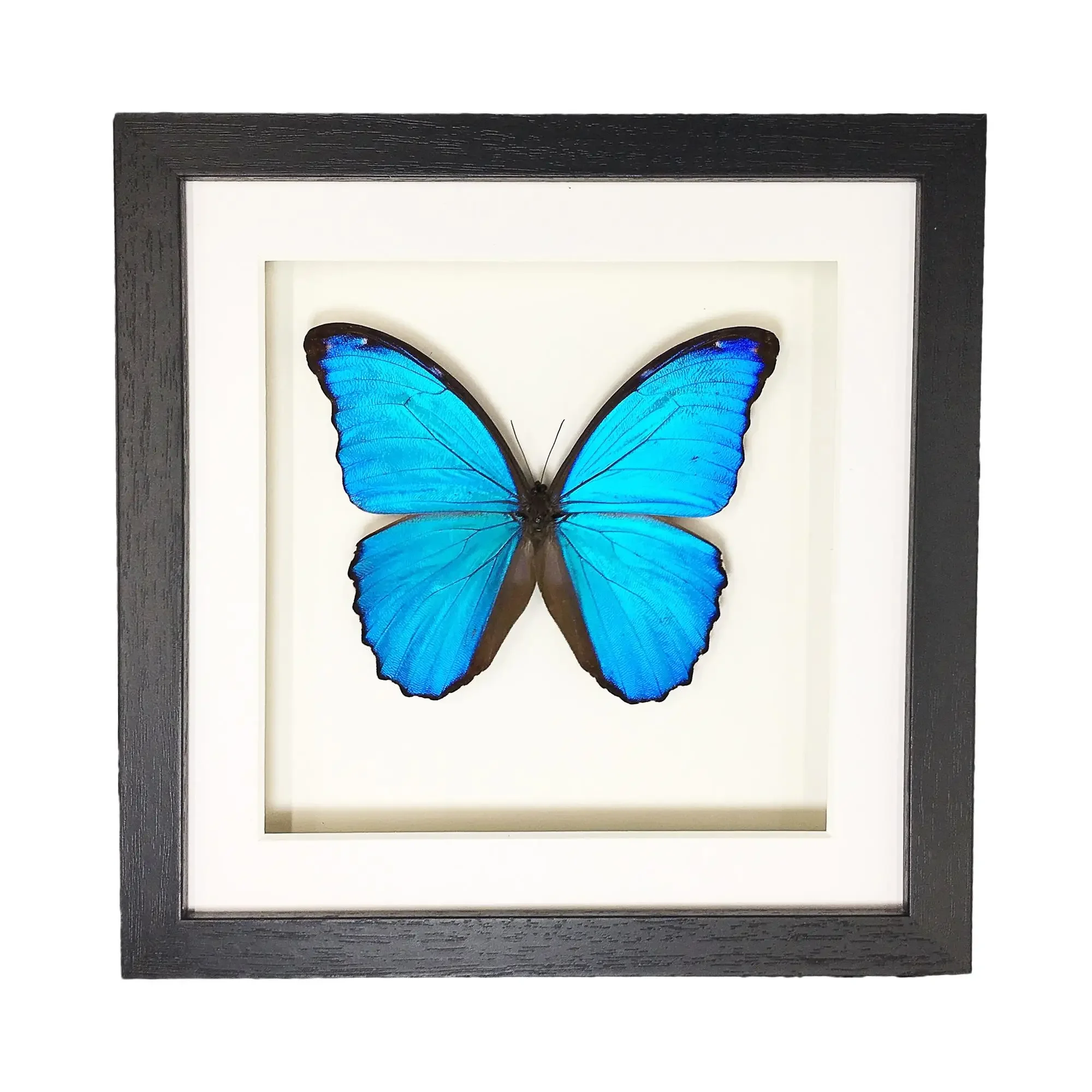 Morpho Menelaus Blue Flash Butterfly, Real Butterfly Specimen Photo Frame Decorative Painting Ornament Birthday Gift Christmas