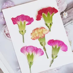6pcs/4-7cm,Carnation dried flowers branches,pressed flower DIY drop glue phone case wedding bookmark real flower photo frames
