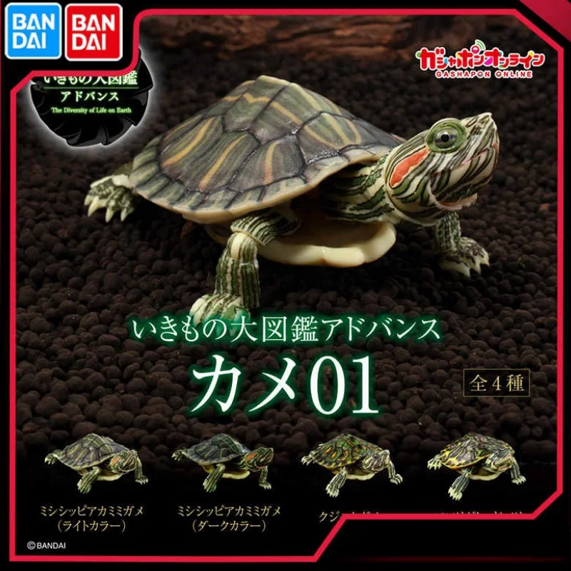 

In Stock Bandai Gashapon Egg Big Biological Map Of Red-Eared Slider Red-Eared Turtle Tortoise Movable Model Gacha Toys Gift