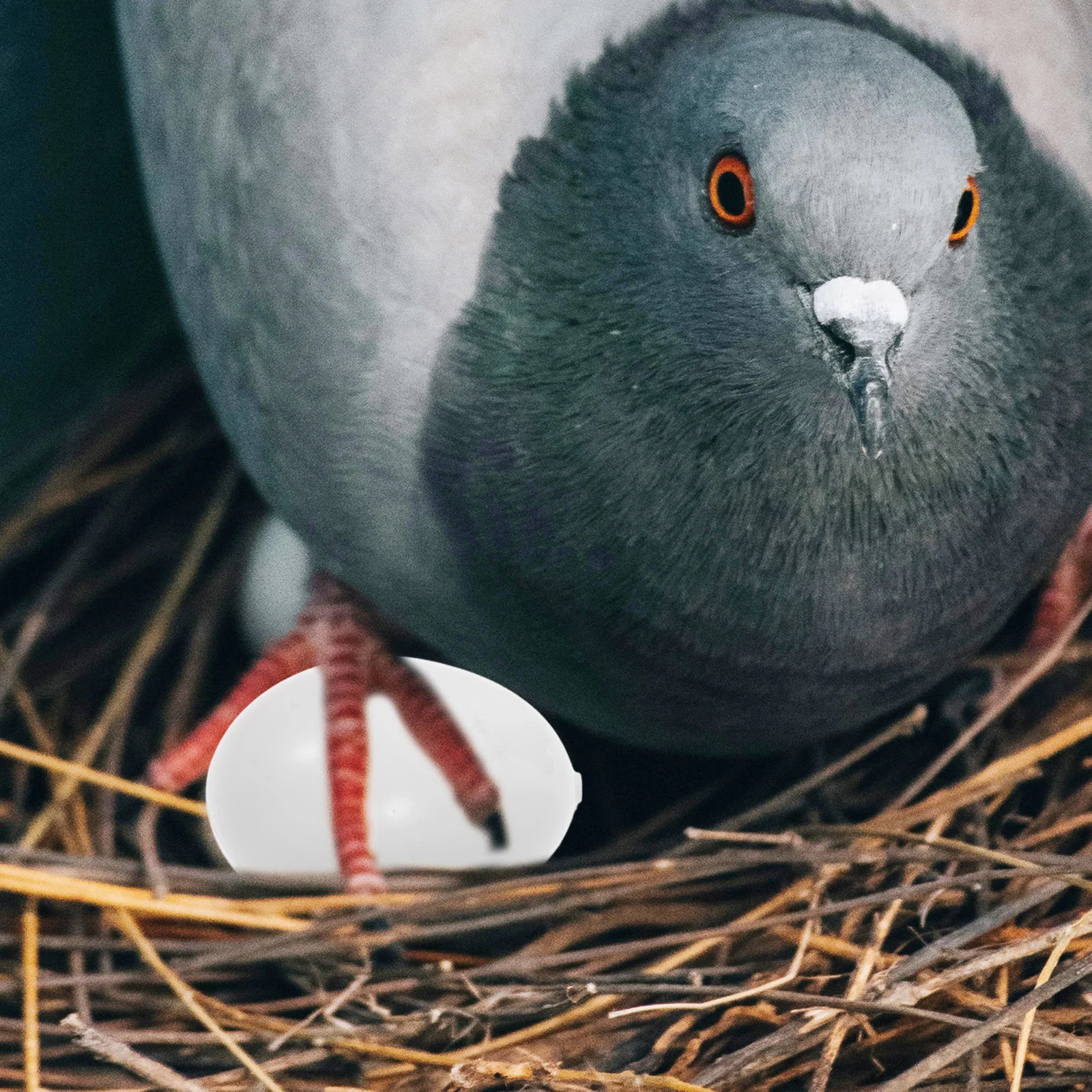 

Artificial Eggs Simulated Pigeon Nest Hatching Induced Child Racing Pigeons Fake
