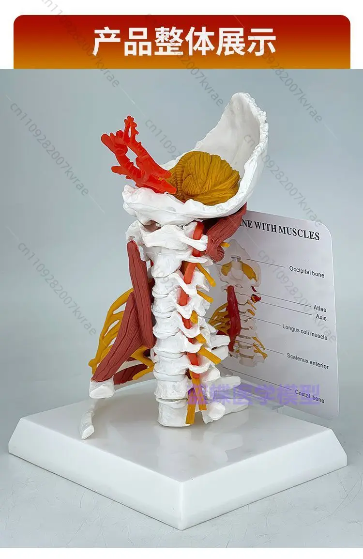 Human Cervical Vertebra Silicone Training Model, Atlas Axis Bone Structure Teaching Display Tool