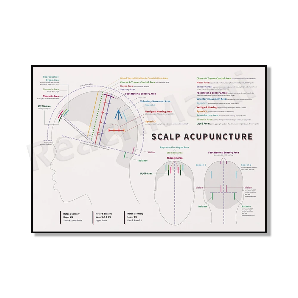 Tongue diagnosis diagram, scalp acupuncture, acupuncture meridian print. Traditional Chinese medicine, herbal medicine poster