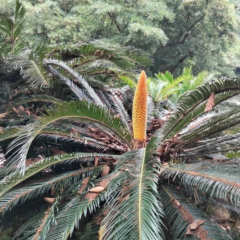 

For nissan Altima pen obsidian black pearl white pearl white Nissan new Teana