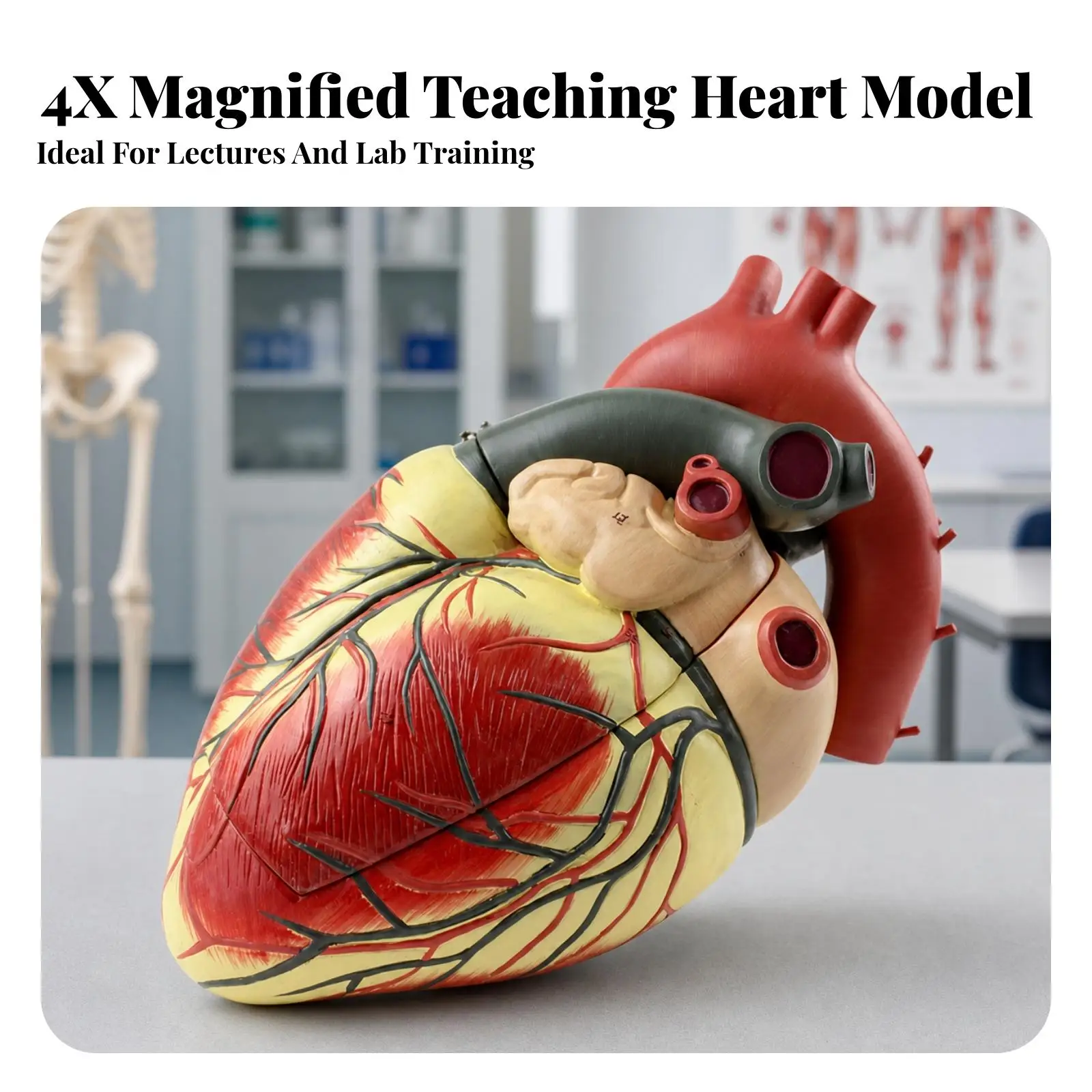 4X Enlarged PVC Medical Teaching Heart Model with Numbered Detachable Parts for Anatomy Class