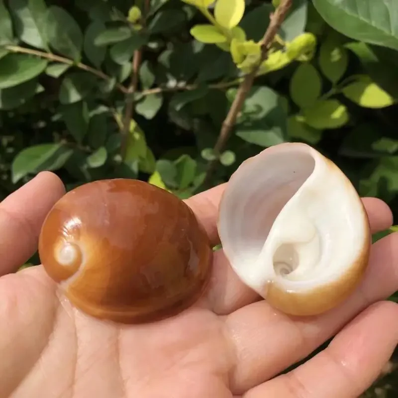 2pcs Brown snail cat's eye snail hermit crab Natural Beach Shell&Conch SeaShells Aquarium Fish Tank Landscaping Decoration