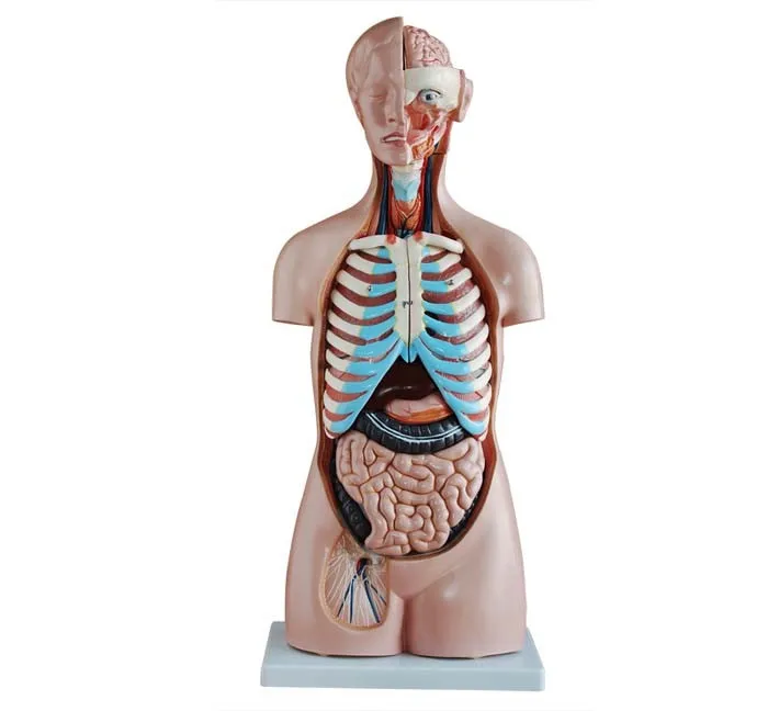 Human 85cm Anatomy Torso Model Sexless Torso Manikin 20Parts  Medical Science Nurse Training PVC Educational Demonstration Model