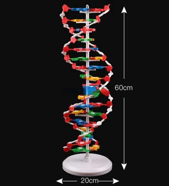 Chuỗi Xoắn Kép DNA Cấu Trúc Mô Hình Trường Trung Học DNA Cấu Trúc Phân Tử Mẫu Giảng Trình Diễn Nhạc Cụ