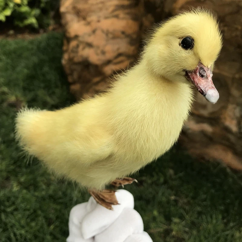 1pcs Taxidermy stuffing Eurasian Young Duck specimen Teaching / Decoration