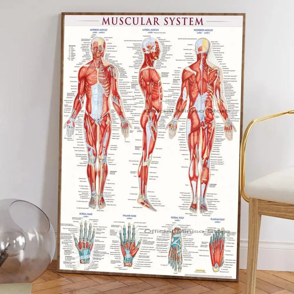 1pc Human Anatomy Muscle System Poster Self-adhesive Art Waterproof Paper Sticker Coffee House Bar Room Wall Decor